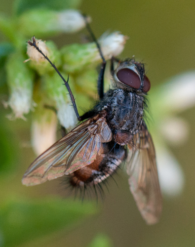 Ptilodexia