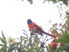 Pericrocotus miniatus