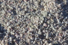 Balanus amphitrite saltonensis