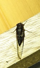Birrima castanea