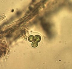 Oocystis