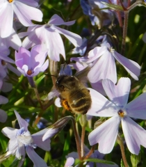Anthophora villosula
