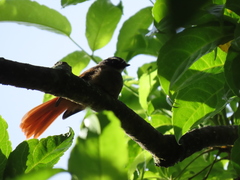 Rhipidura phoenicura