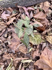 Achyranthes japonica