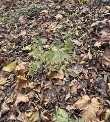 Achyranthes japonica