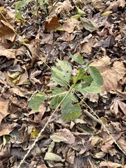 Achyranthes japonica