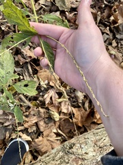 Achyranthes japonica