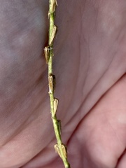 Achyranthes japonica