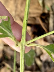 Achyranthes japonica
