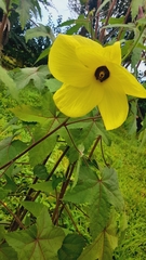 Abelmoschus moschatus