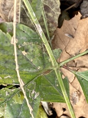 Achyranthes japonica