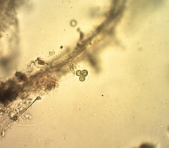 Oocystis