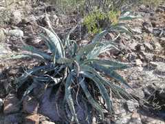 Agave sobria
