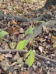 Achyranthes japonica