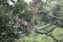 Philenoptera sutherlandii