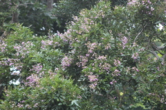 Philenoptera sutherlandii