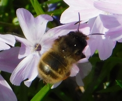 Anthophora villosula