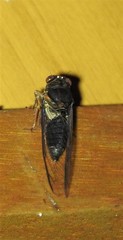 Birrima castanea
