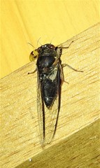 Birrima castanea