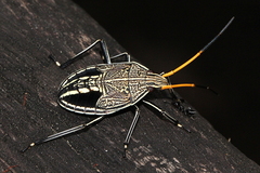 Poecilometis strigatus