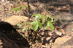 Brachychiton chillagoensis