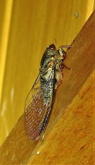 Birrima castanea