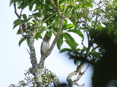 Pycnonotus bimaculatus