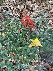 Nandina domestica