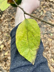 Celtis laevigata