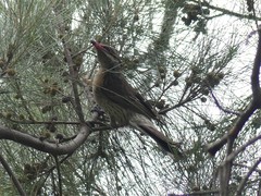 Acanthagenys rufogularis