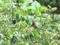 Pomatorhinus montanus