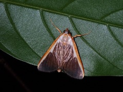 Pylartes subcostalis