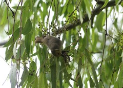 Ptilotula penicillata