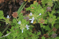 Pelargonium ranunculophyllum