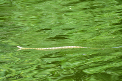 Natrix tessellata