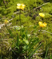 Ranunculus altaicus