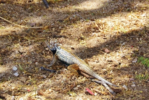 Baja California Spiny Lizard