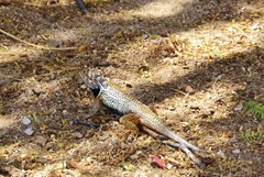 Sceloporus zosteromus rufidorsum