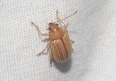 Colaspis hesperia