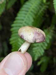 Lactarius pallescens