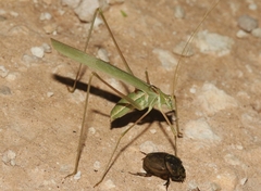 Arethaea mescalero