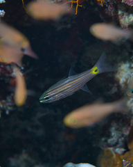 Cheilodipterus artus