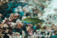 Halichoeres chrysotaenia