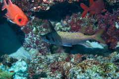 Neoniphon opercularis