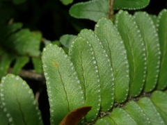 Nephrolepis flexuosa