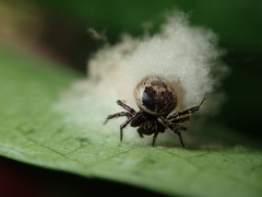 Emertonella taczanowskii