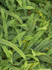 Nephrolepis flexuosa