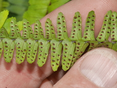 Nephrolepis flexuosa