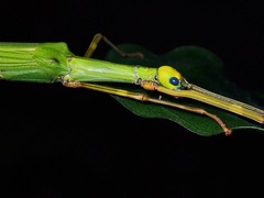 Marmessoidea rosea