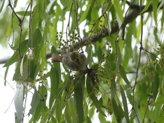 Ptilotula penicillata